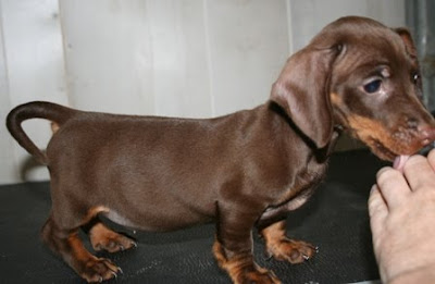 baby weiner dog baby weiner dog